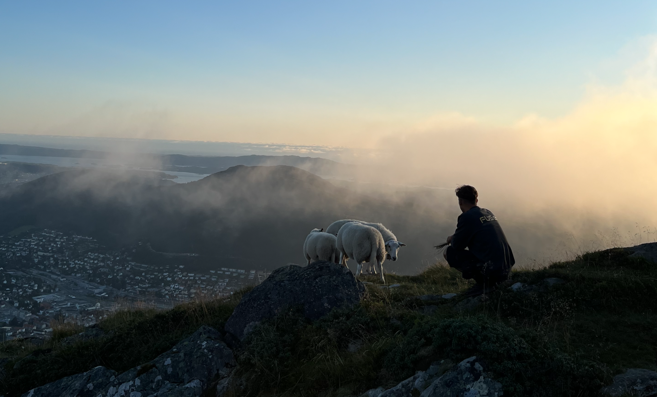 Sauer på fjellet i solnedgang